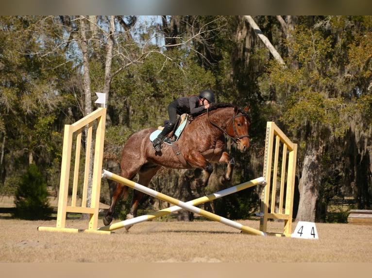 American Quarter Horse Mix Castrone 5 Anni 163 cm  in Fresno