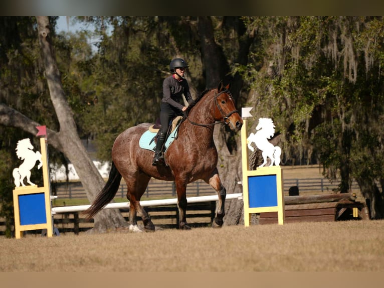 American Quarter Horse Mix Castrone 5 Anni 163 cm  in Fresno