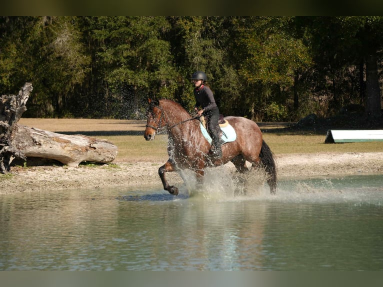 American Quarter Horse Mix Castrone 5 Anni 163 cm  in Fresno