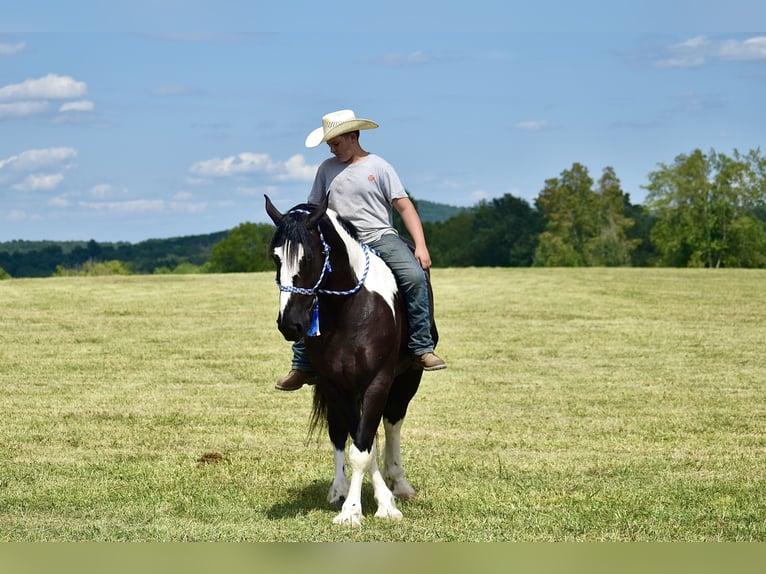 American Quarter Horse Mix Castrone 5 Anni 163 cm in Crab Orchard, KY