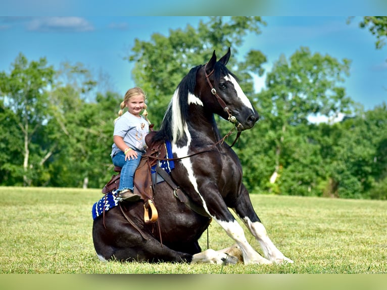 American Quarter Horse Mix Castrone 5 Anni 163 cm in Crab Orchard, KY