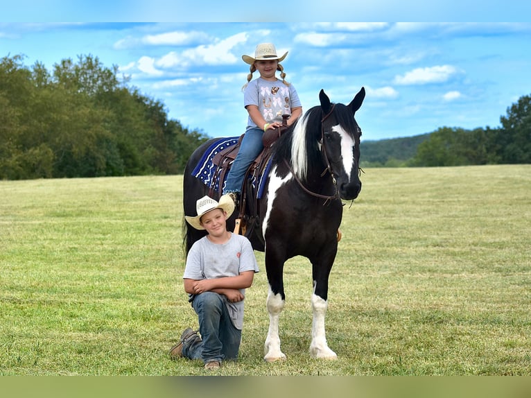 American Quarter Horse Mix Castrone 5 Anni 163 cm in Crab Orchard, KY