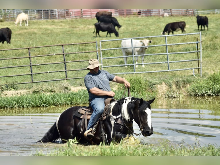 American Quarter Horse Mix Castrone 5 Anni 163 cm in Crab Orchard, KY