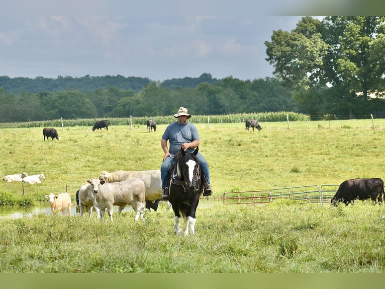 American Quarter Horse Mix Castrone 5 Anni 163 cm in Crab Orchard, KY