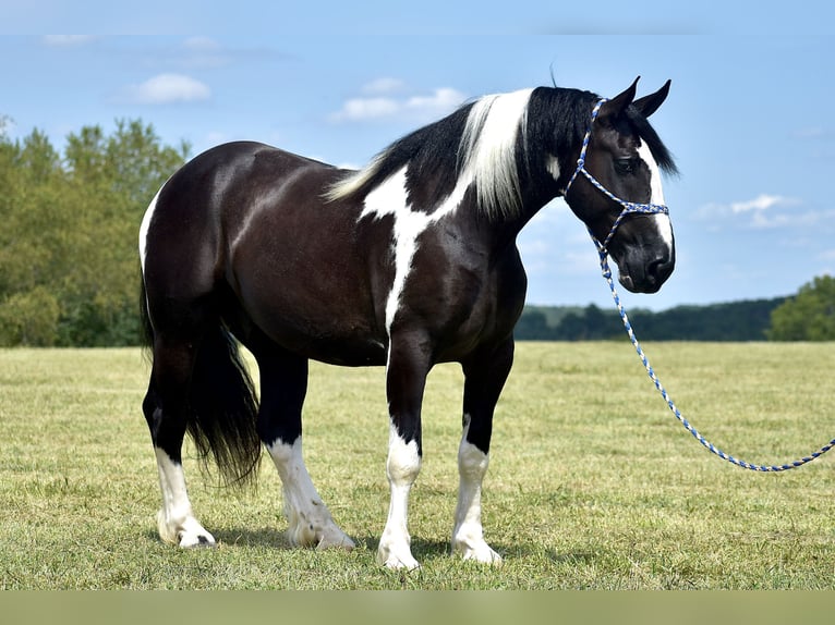 American Quarter Horse Mix Castrone 5 Anni 163 cm in Crab Orchard, KY