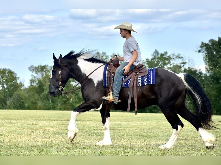 American Quarter Horse Mix Castrone 5 Anni 163 cm in Crab Orchard, KY