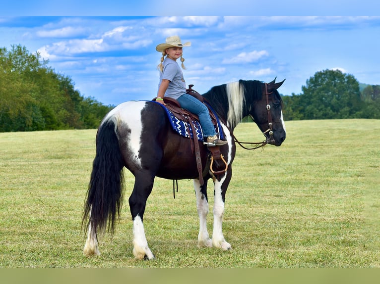 American Quarter Horse Mix Castrone 5 Anni 163 cm in Crab Orchard, KY