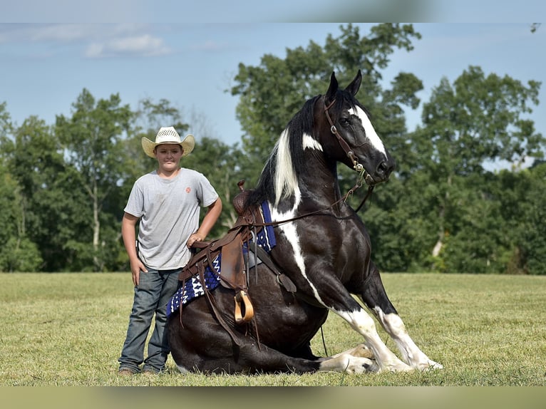 American Quarter Horse Mix Castrone 5 Anni 163 cm in Crab Orchard, KY