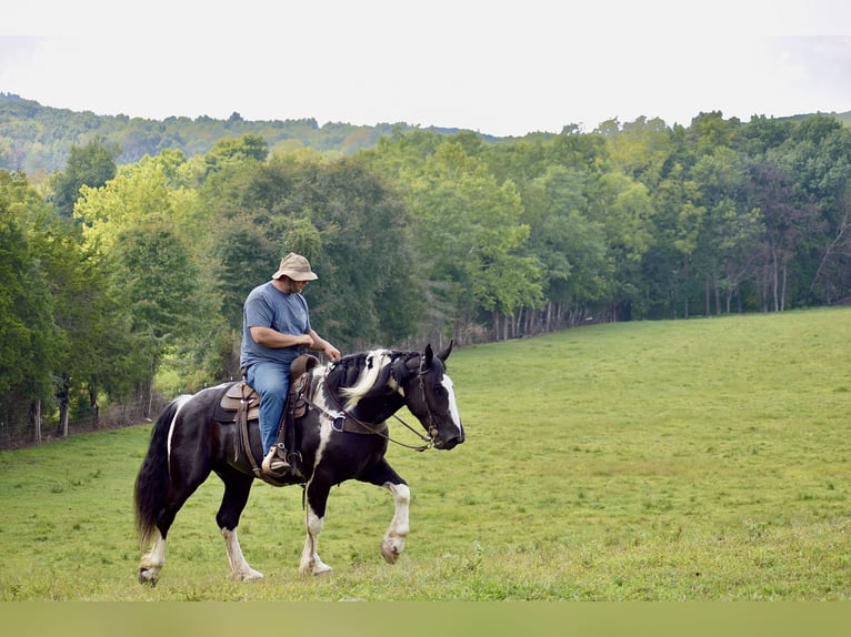 American Quarter Horse Mix Castrone 5 Anni 163 cm in Crab Orchard, KY