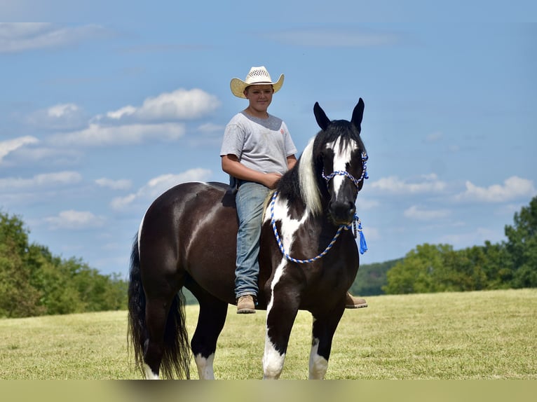 American Quarter Horse Mix Castrone 5 Anni 163 cm in Crab Orchard, KY