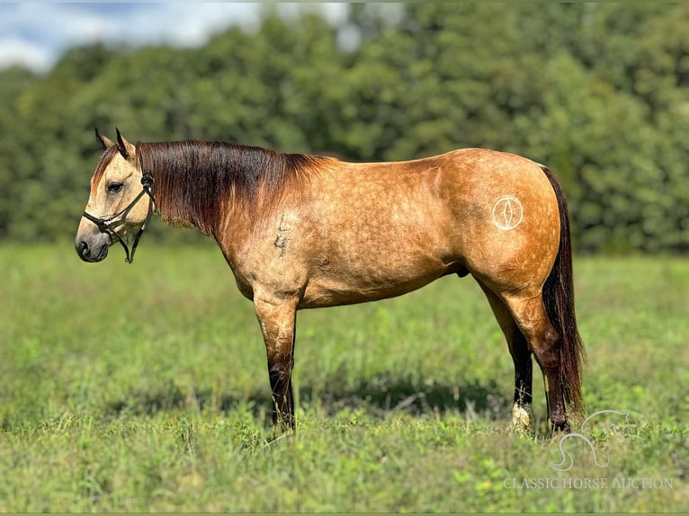 American Quarter Horse Castrone 5 Anni 163 cm Pelle di daino in Gerald, MO