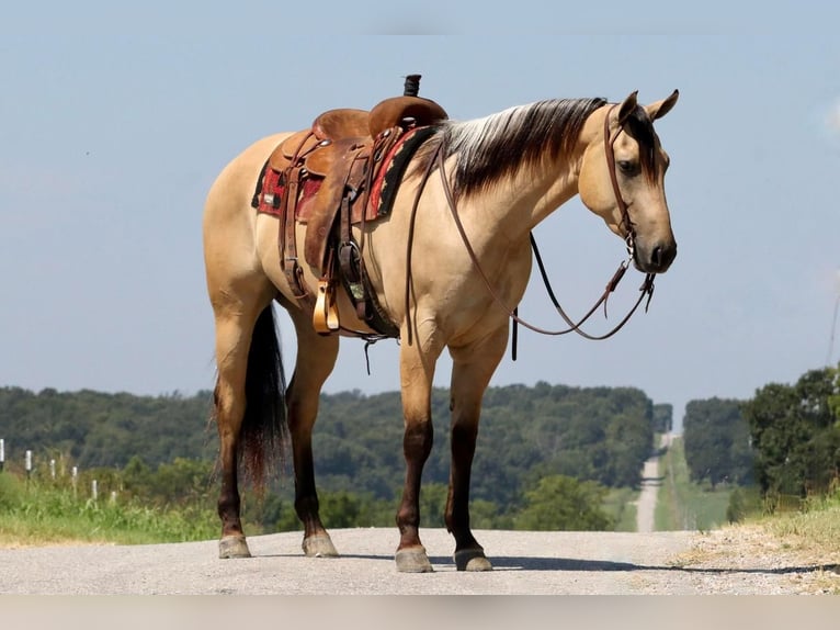American Quarter Horse Castrone 5 Anni 163 cm Pelle di daino in Mount Vernon