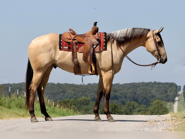 American Quarter Horse Castrone 5 Anni 163 cm Pelle di daino in Mount Vernon