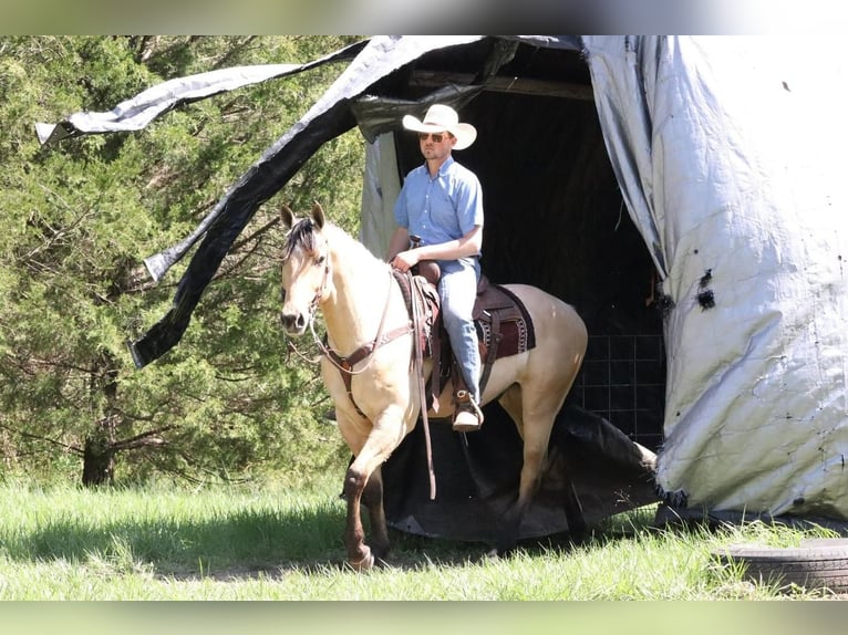 American Quarter Horse Castrone 5 Anni 163 cm Pelle di daino in Mt Vernon, MO