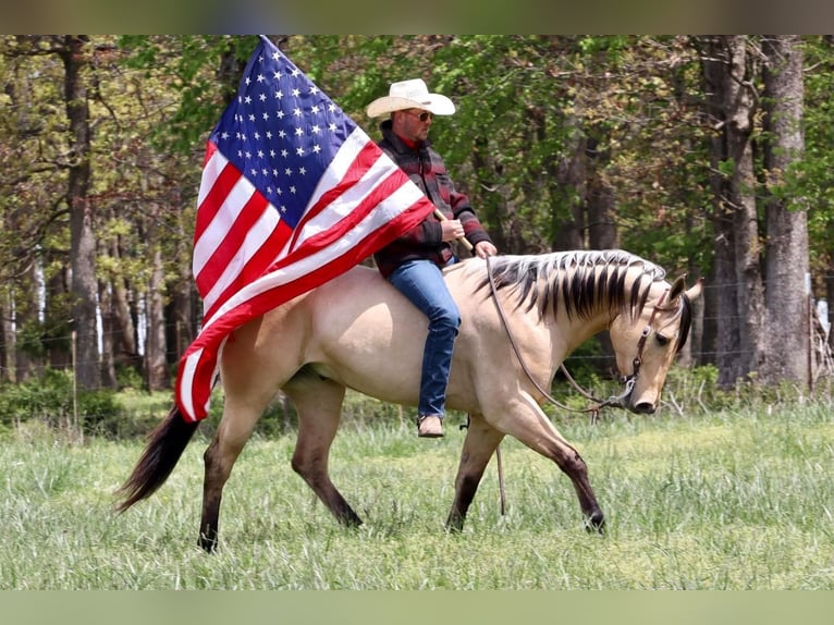 American Quarter Horse Castrone 5 Anni 163 cm Pelle di daino in Mt Vernon, MO