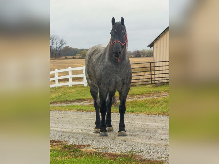 American Quarter Horse Castrone 5 Anni 163 cm Roano blu in Bloomfield IA