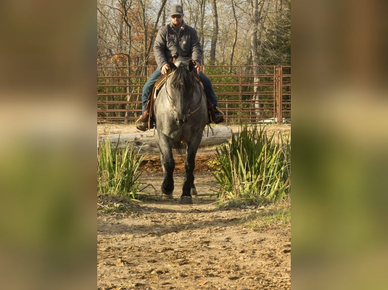 American Quarter Horse Castrone 5 Anni 163 cm Roano blu in Bloomfield IA