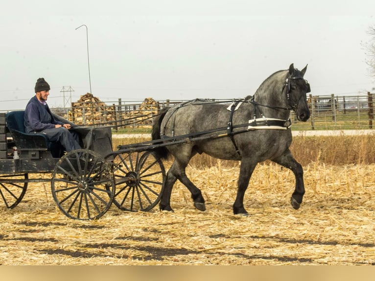 American Quarter Horse Castrone 5 Anni 163 cm Roano blu in Bloomfield IA