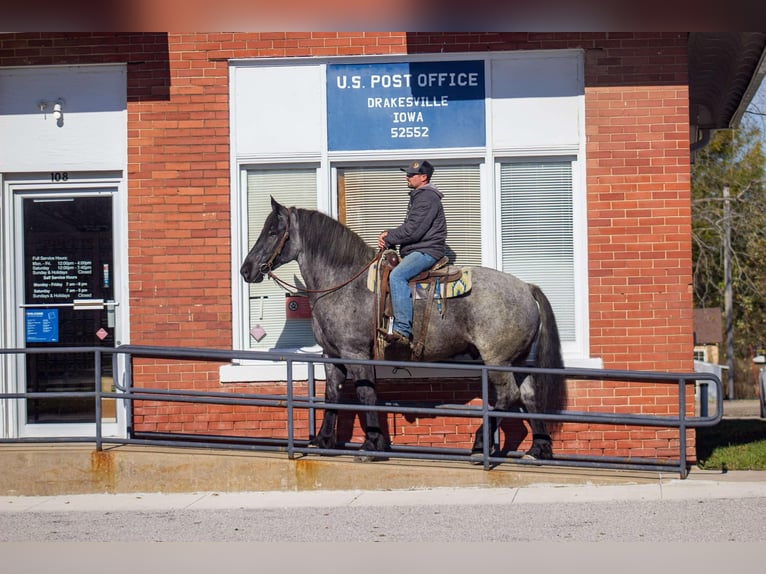 American Quarter Horse Castrone 5 Anni 163 cm Roano blu in Bloomfield IA