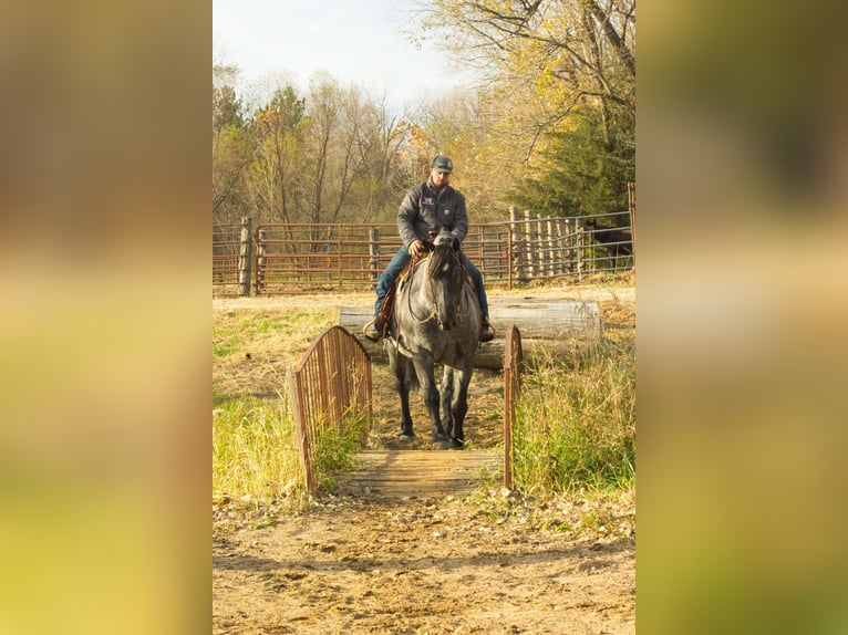 American Quarter Horse Castrone 5 Anni 163 cm Roano blu in Bloomfield IA