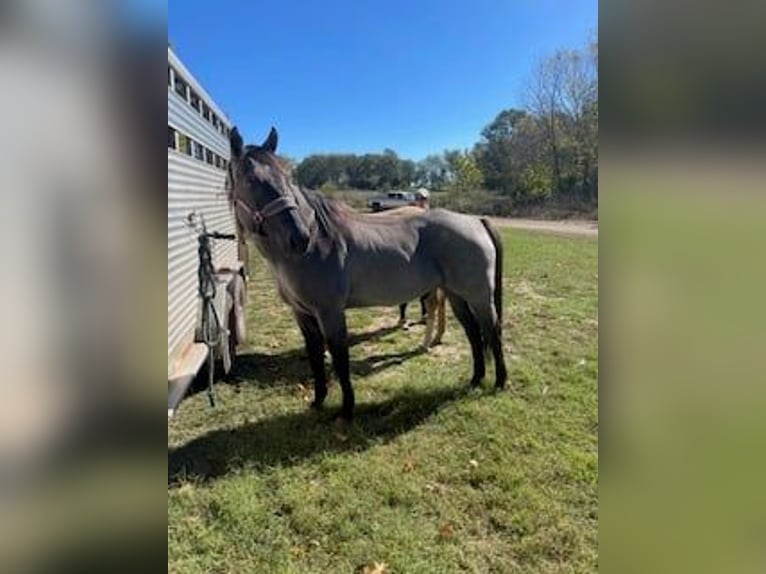 American Quarter Horse Castrone 5 Anni 163 cm Roano blu in Springfield MO