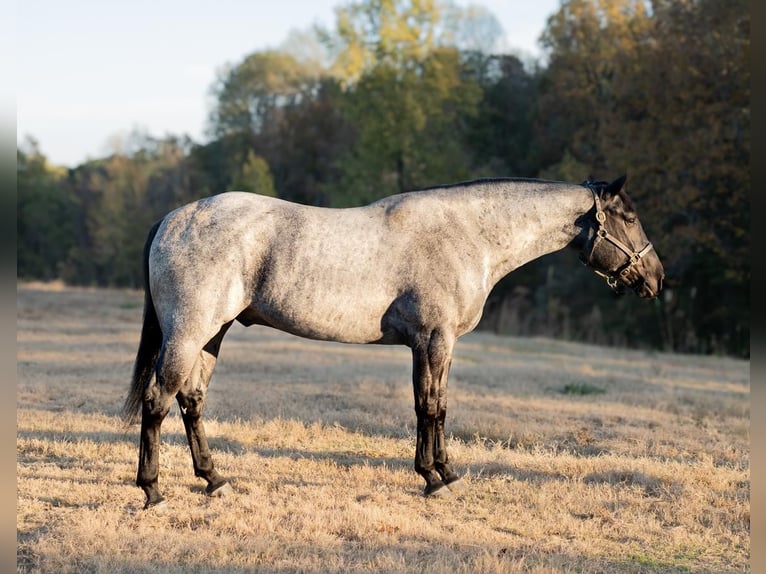 American Quarter Horse Castrone 5 Anni 163 cm Roano blu in Baldwyn