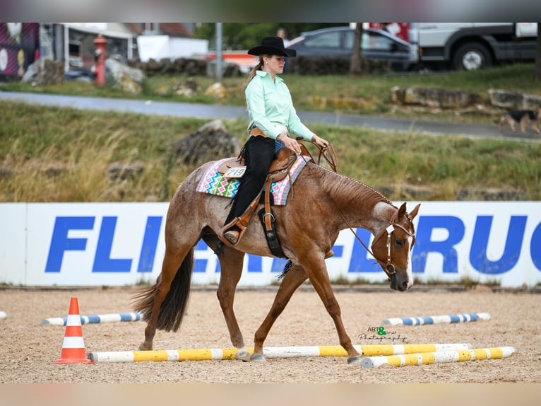 American Quarter Horse Castrone 5 Anni 163 cm Roano rosso in Sommerein