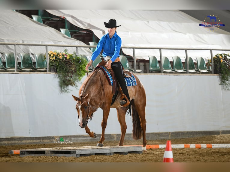 American Quarter Horse Castrone 5 Anni 163 cm Roano rosso in Sommerein