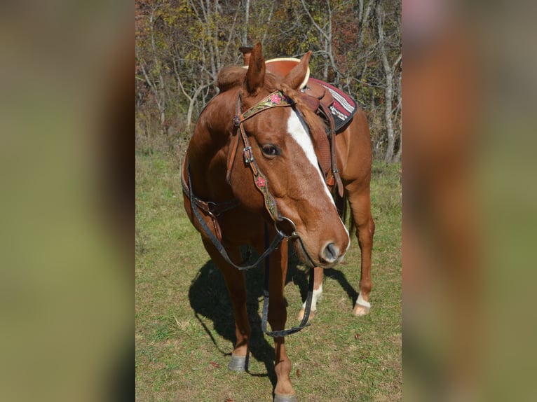 American Quarter Horse Mix Castrone 5 Anni 163 cm Sauro in Draper