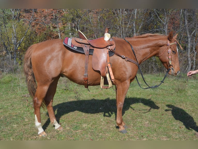 American Quarter Horse Mix Castrone 5 Anni 163 cm Sauro in Draper