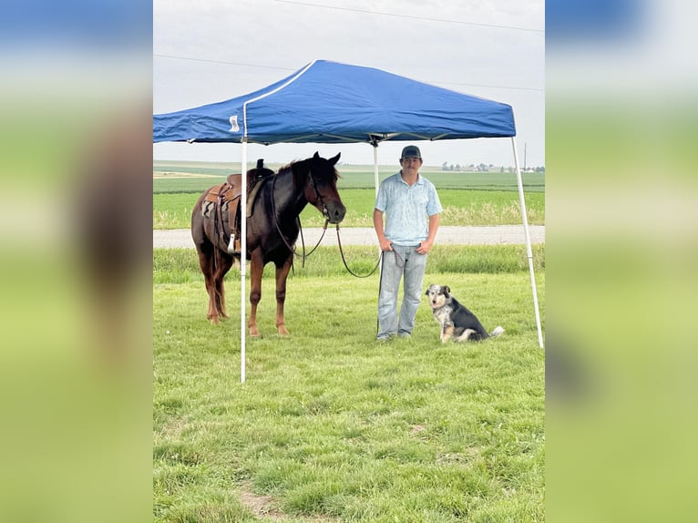 American Quarter Horse Castrone 5 Anni 163 cm Sauro scuro in Van Horne IA