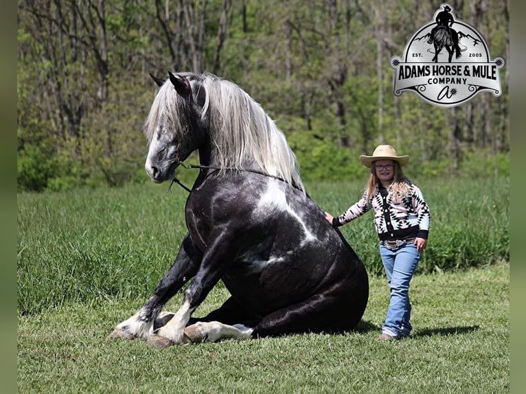 American Quarter Horse Castrone 5 Anni 163 cm Tobiano-tutti i colori in Mount Vernon KY