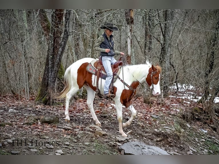 American Quarter Horse Castrone 5 Anni 163 cm Tobiano-tutti i colori in Flemingsburg, Ky