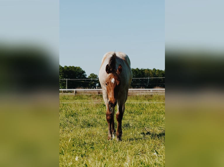 American Quarter Horse Castrone 5 Anni 164 cm Baio roano in Bützow American Quarter Horse Castrone 5 Anni 164 cm Baio roano in Bützow