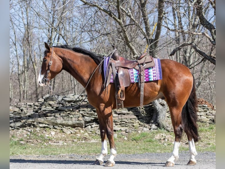 American Quarter Horse Castrone 5 Anni 165 cm Baio ciliegia in Everett PA