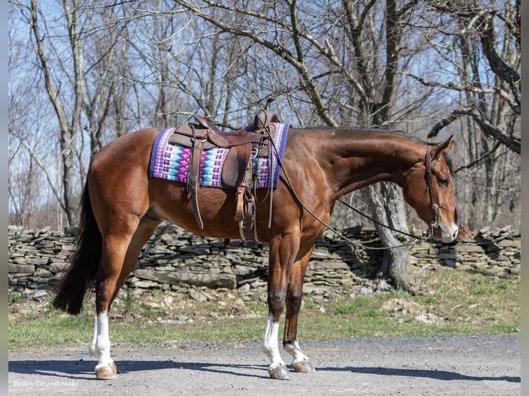 American Quarter Horse Castrone 5 Anni 165 cm Baio ciliegia in Everett PA