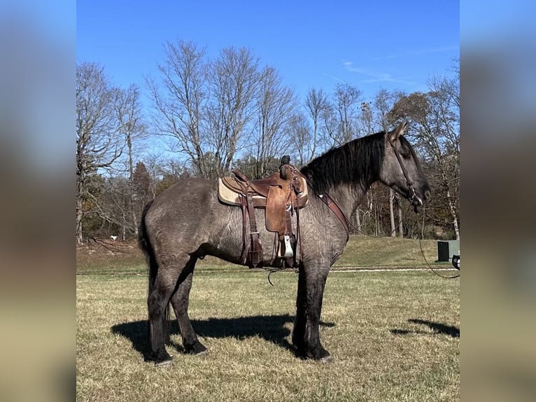 American Quarter Horse Castrone 5 Anni 165 cm Grullo in Bloomington IN