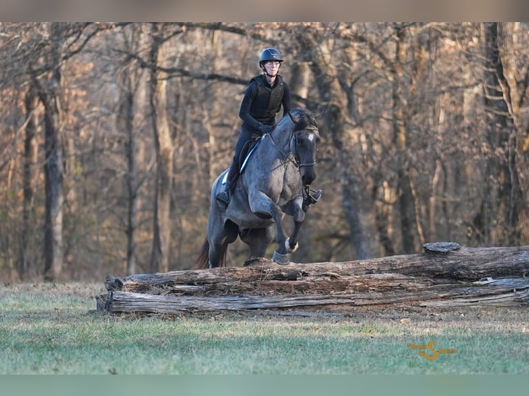 American Quarter Horse Castrone 5 Anni 165 cm Roano blu in Bogard MO