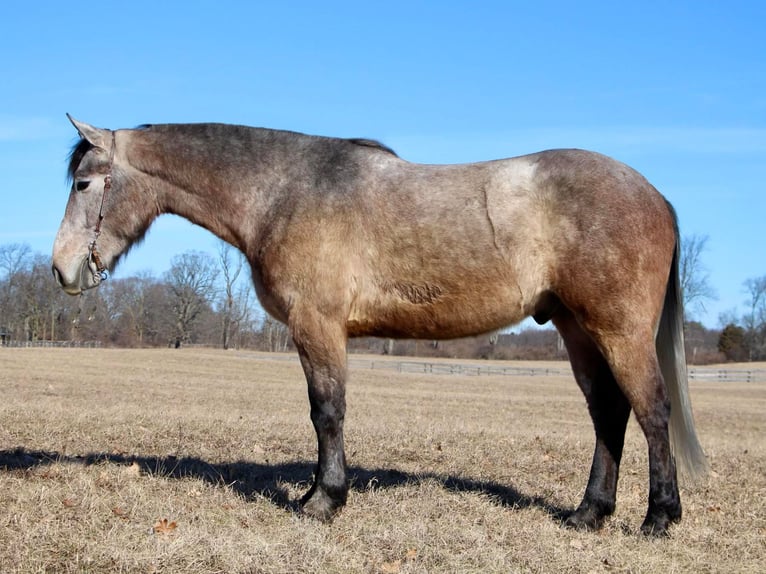 American Quarter Horse Castrone 5 Anni 168 cm Grigio rossastro in Highland MI