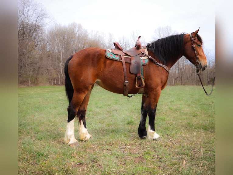 American Quarter Horse Castrone 5 Anni 170 cm Baio ciliegia in Hillsboro KY