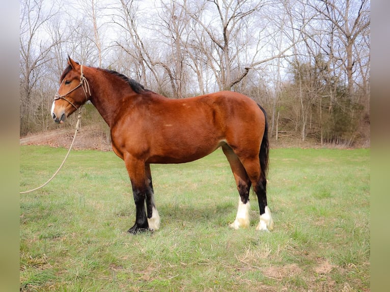 American Quarter Horse Castrone 5 Anni 170 cm Baio ciliegia in Hillsboro KY