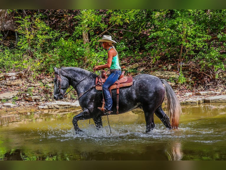 American Quarter Horse Castrone 5 Anni 170 cm Grigio pezzato in Flemingsburg Ky