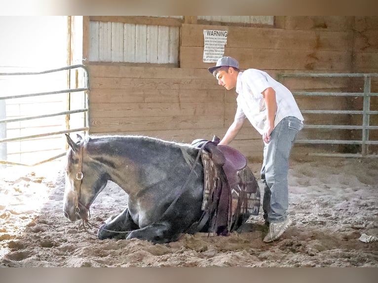 American Quarter Horse Castrone 5 Anni 170 cm Grigio pezzato in Flemingsburg Ky