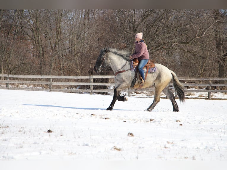 American Quarter Horse Castrone 5 Anni 170 cm Roano blu in Highland MI