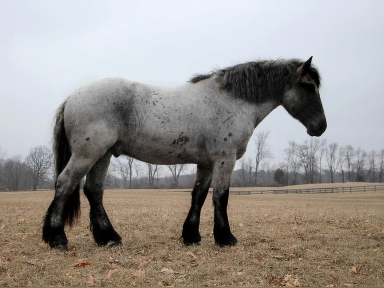 American Quarter Horse Castrone 5 Anni 170 cm Roano blu in Highland MI