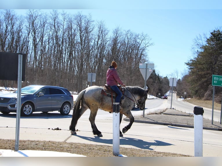 American Quarter Horse Castrone 5 Anni 170 cm Roano blu in Highland MI