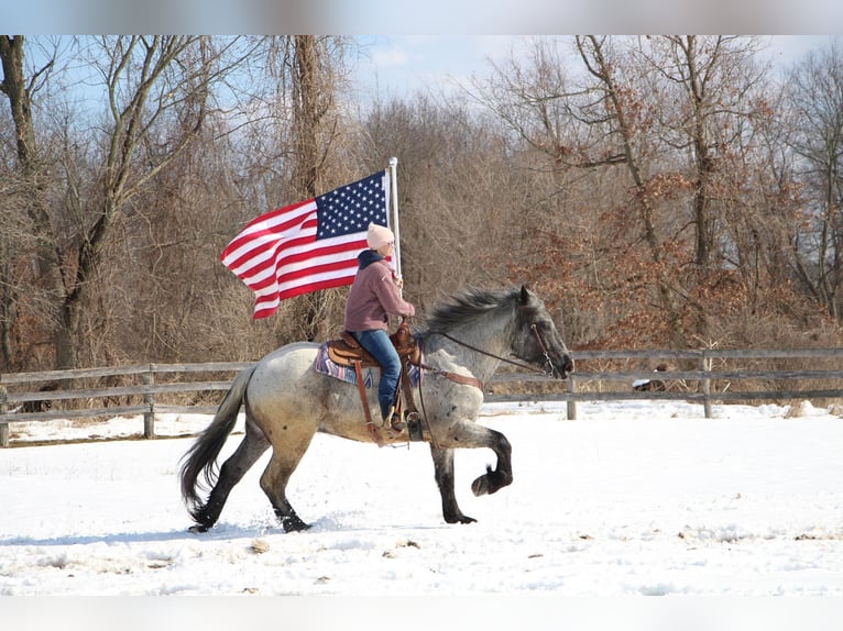 American Quarter Horse Castrone 5 Anni 170 cm Roano blu in Highland MI