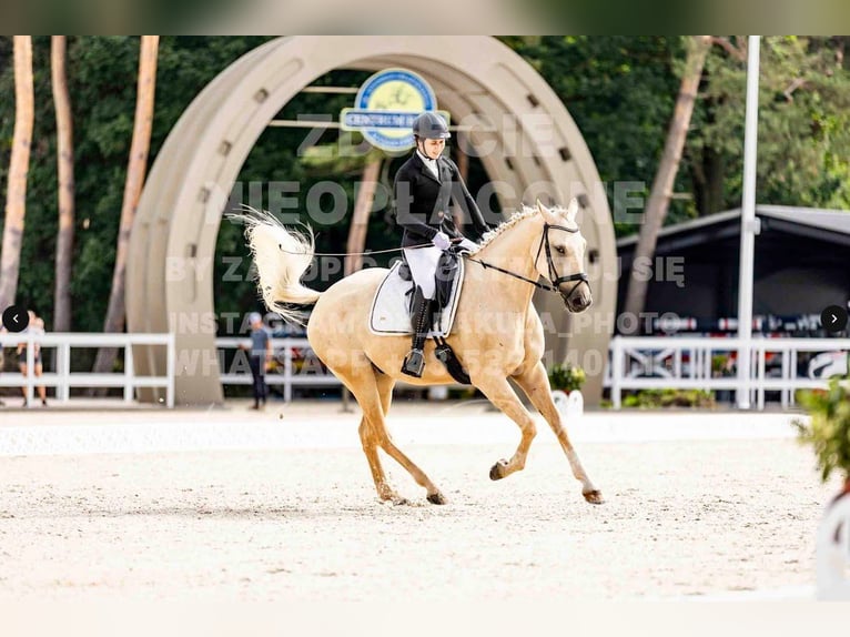 American Quarter Horse Castrone 5 Anni 172 cm Palomino in Stary Dwor
