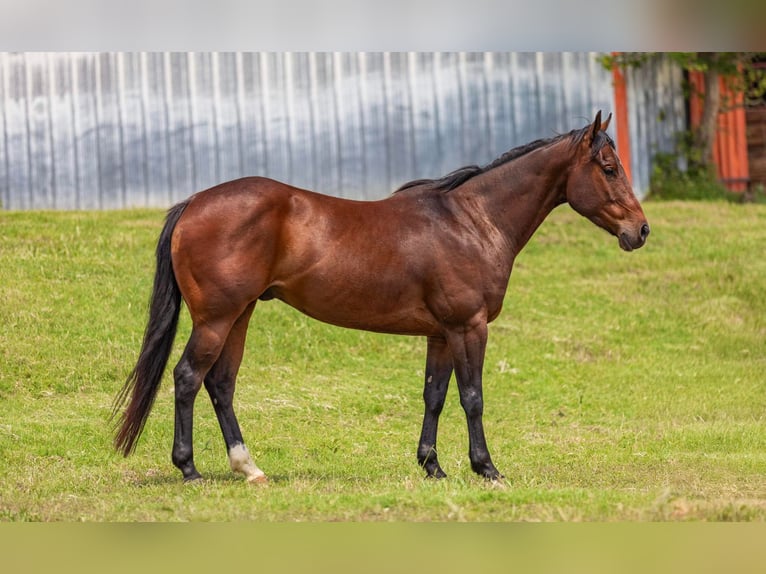 American Quarter Horse Castrone 5 Anni Baio ciliegia in Wetherford TX