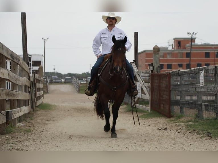 American Quarter Horse Castrone 5 Anni Baio ciliegia in Wetherford TX